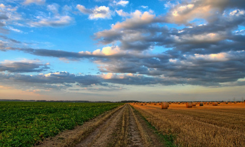 Céréales à paille, maîtriser les mauvaises herbes