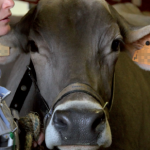 Et pourquoi pas l’homéopathie pour vos ruminants ?