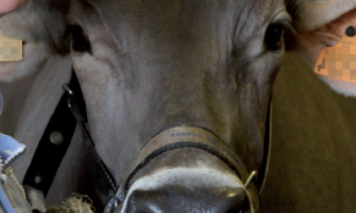 Et pourquoi pas l’homéopathie pour vos ruminants ?