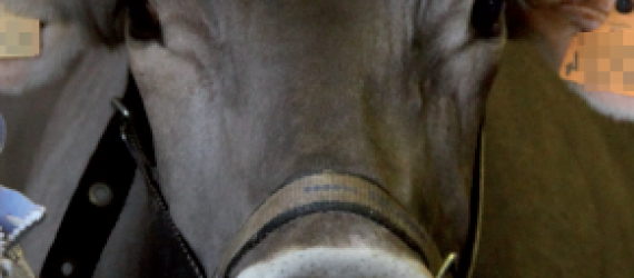 Et pourquoi pas l’homéopathie pour vos ruminants ?
