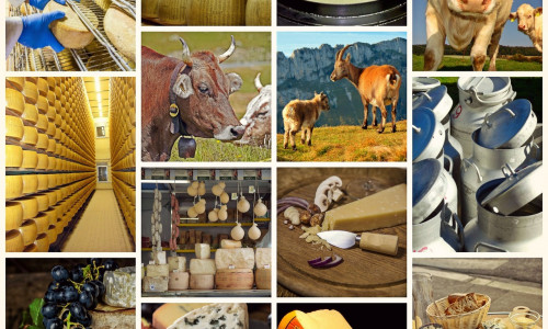 Les huit grandes familles de fromages