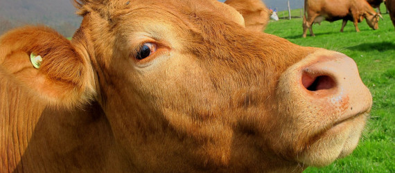 Diarrhées au pâturage