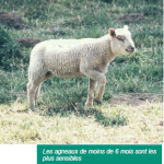 La monieziose  de l’agneau
