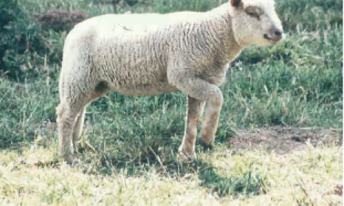 La monieziose  de l’agneau