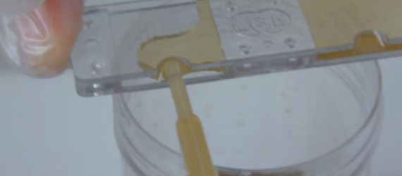 Analyses coprologiques