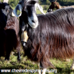 La chèvre des Pyrénées