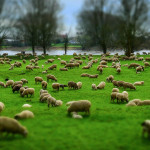 Préparez la mise à l'herbe
