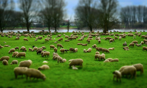 Préparez la mise à l'herbe