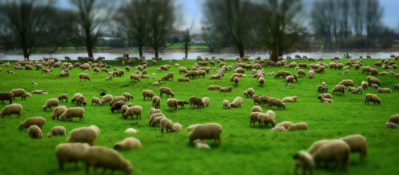 Préparez la mise à l'herbe