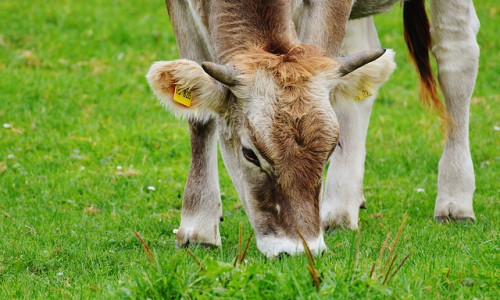 Bonnes pratiques d’utilisation des antiparasitaires internes : sécurité et efficacité