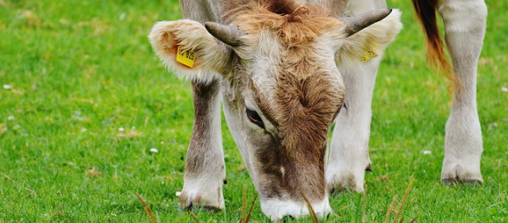Bonnes pratiques d’utilisation des antiparasitaires internes : sécurité et efficacité