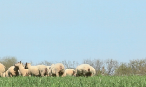 Préparez les mises à la reproduction des ovins