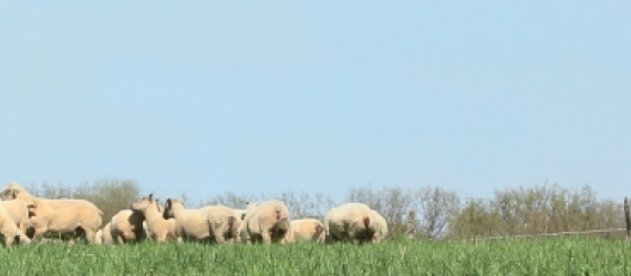Préparez les mises à la reproduction des ovins