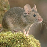 Utilisation pratique des raticides
