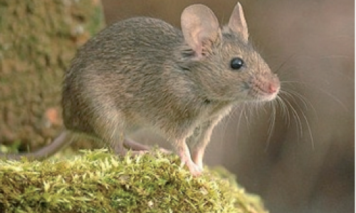Utilisation pratique des raticides
