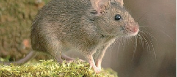Utilisation pratique des raticides