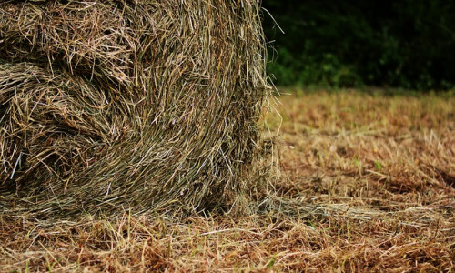 Réussir un bon foin, pas si simple !