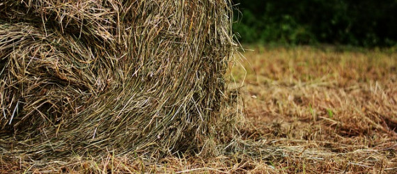 Réussir un bon foin, pas si simple !