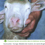 Les pathologies à manifestation nerveuse chez les ovins