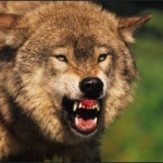 Dossier loup  Ultime appel pour la défense de l’élevage de plein-air.  Propositions communes