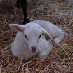 IgY : un nouveau concept  de protection  des jeunes ruminants