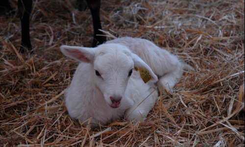 IgY : un nouveau concept  de protection  des jeunes ruminants