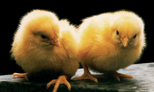 Elever des poussins. Pas si compliqué !