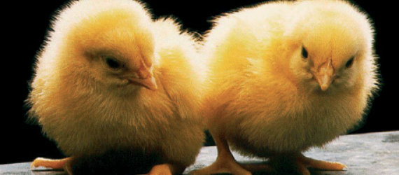 Elever des poussins. Pas si compliqué !