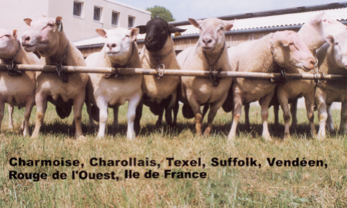 De la génétique dans les paillettes
