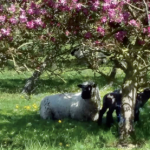 Le mouton Shropshire, la tondeuse écologique Bientôt reconnu en France !