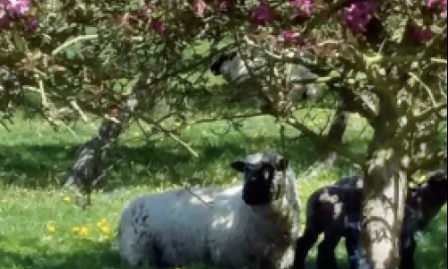 Le mouton Shropshire, la tondeuse écologique Bientôt reconnu en France !