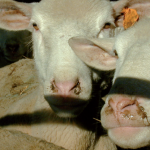 Pourquoi les moutons «mouchent» ?