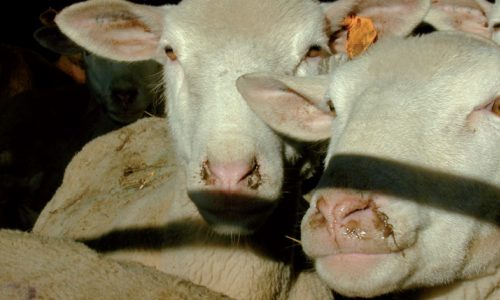 Pourquoi les moutons «mouchent» ?