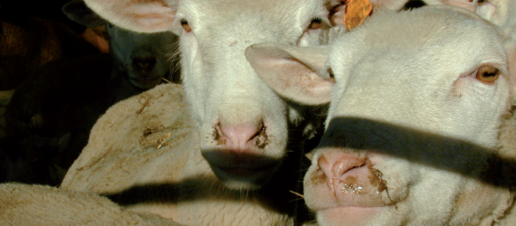 Pourquoi les moutons «mouchent» ?