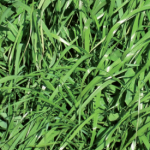 Le ray-grass hybride Une utilisation mixte pour une production abondante