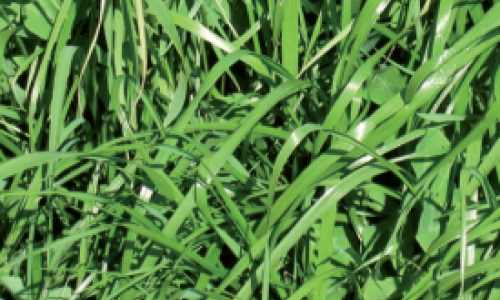 Le ray-grass hybride Une utilisation mixte pour une production abondante