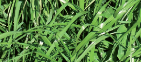 Le ray-grass hybride Une utilisation mixte pour une production abondante