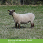 Race ovine La Dorset