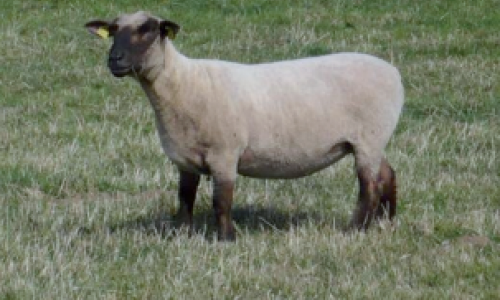 Race ovine La Dorset