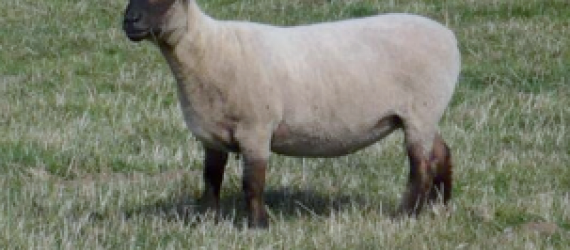 Race ovine La Dorset