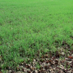 Le semis de fin d’été après une céréale