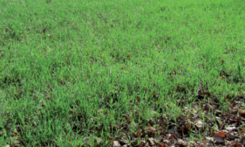 Le semis de fin d’été après une céréale