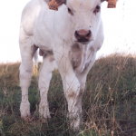 Castration des ruminants