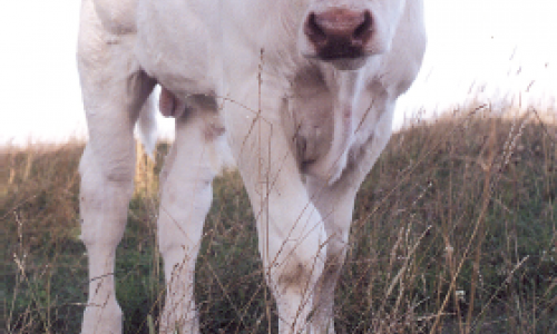 Castration des ruminants