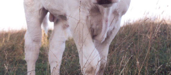 Castration des ruminants