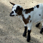 Spécial Allaitement des chevreaux