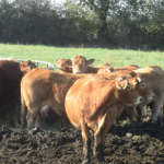 Vaches allaitantes Tableau De Bord de la campagne 2015 en Deux-Sèvres