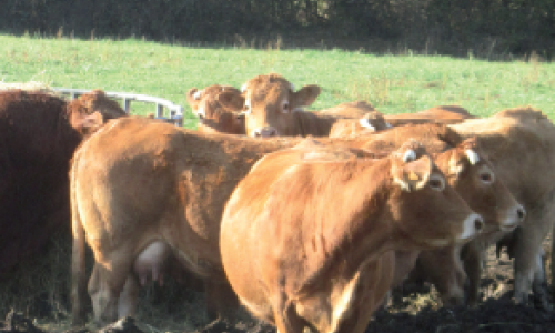 Vaches allaitantes Tableau De Bord de la campagne 2015 en Deux-Sèvres