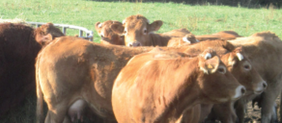 Vaches allaitantes Tableau De Bord de la campagne 2015 en Deux-Sèvres