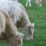 La filière bovine s’accorde pour encadrer l’achat et l’enlèvement des bovins destinés à l’élevage